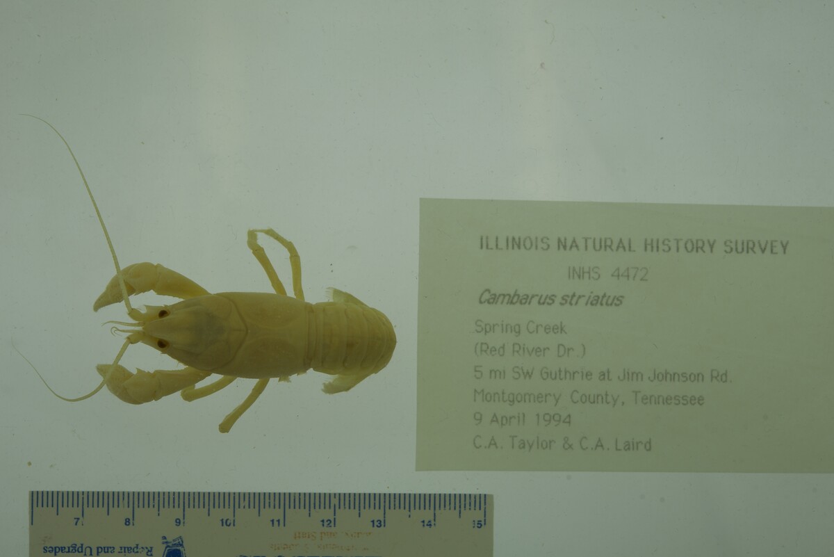 Cambarus striatus image